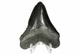 Serrated, Fossil Megalodon Tooth - South Carolina #173807-2